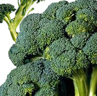 Broccolo