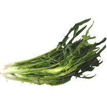 Cicoria spigata
