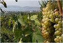Falanghina