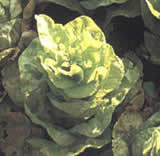 Lattuga liscia